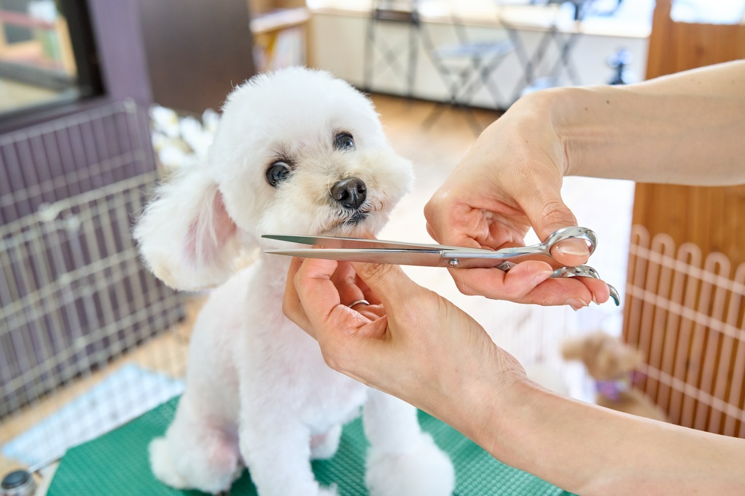 How to Prepare Your Pet for Grooming Sessions