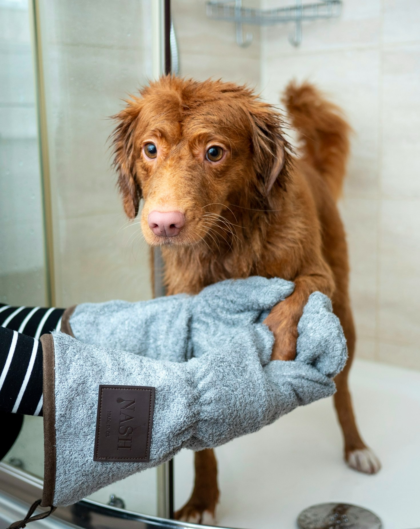 The Importance of Regular Grooming for Pets