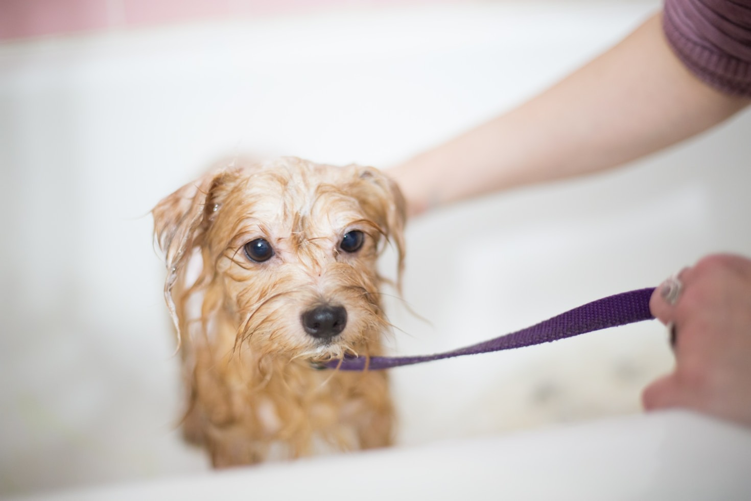 How Grooming Improves Your Pet’s Comfort and Mood